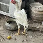 ديك باكستاني