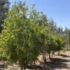 مزرعه للايجار