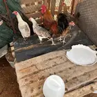 دجاج بلدي