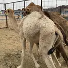 للبيع قعودين وبكره