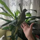 ببغاء الدرة للبيع