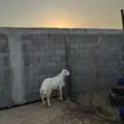 فحل حري