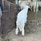 طلي جبر ناهي