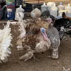 دجاج وديوك رومي