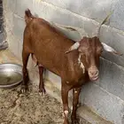 شاه تهاميه