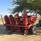 بذاره بطاطس للبيع