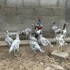 دجاج باكستاني صنف