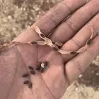 بذور سلم
