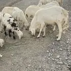 ضان مقاني للبيع