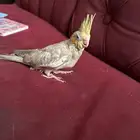 بنك الأهلي العمران