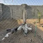 اطقم دجاج رومي