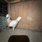 حمام