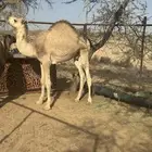 قعود فل شحم