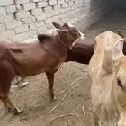حسيل و ثلاث خبيش