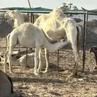 حاشي اوضح على حليب امه نظيف وعلفه شعير وبرسيم ماجاه ابر