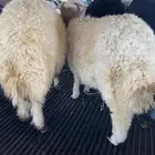خرفان نعيم للبيع