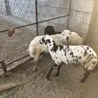 خرفان ذبايح مقفله لحم وشحم ماشاءالله