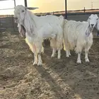 تيس فحل ابيض مشروك كفو