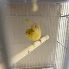 أنثى كناري