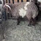 خروف وتيوس