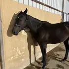 فرس انقليزية