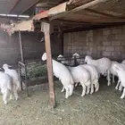 خرفان مبادي كفو نظاف للبيع الحرجه
