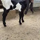 تيس هندي نادر