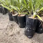 نخل واشنطونيا السعر 2 ريال فقط