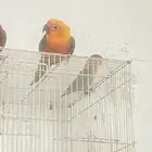 للبيع ذكر صن كنيور مانجو او البدل بانثى صحه ونظافه