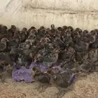 عرض صوص جمله