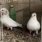 للبيع حمام هزاز مستوى فاخر