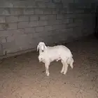 خروف حري