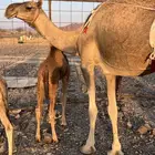 بكره ثنو تحتها بكره حمرا تملى ام 60 ب 11500 تم البيع