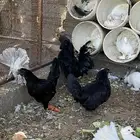 دجاج اندنوسي اسود بيور