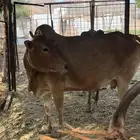 بقرة بلدية نظيفة