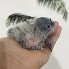 فروخ غر كويكور لوري