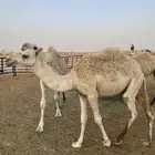 قعود حاشي قصب