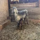 عنز توها مقلعه رباع حدرها تيس