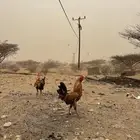 دجاج عدد 4 ذكور