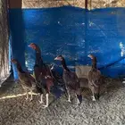 للبيع دجاج بكستاني