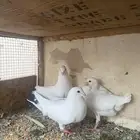 للبيع جوز فرنسي معه فرخ وبيض