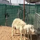 حريه صنف حرشا تحتها خروف شهرين ونص