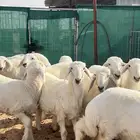رخال حريات نوادر