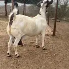 عنز بيشي