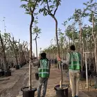 اشجار اكاسيا ندوزا (  Cassia nodosa ) جميع الاحجام