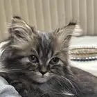 كتن صغير للبيع بسعر رمزي