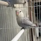للبيع ببغاء روز ذكر