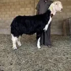 شاه نجديه خصم