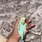 بغبغاء للبيع ما يعض يصلح للأطفال بس ما يركب على اليد يطق