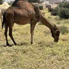 ناقه حمرا لقحه طيبه